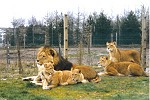 Löwenpark Givskud